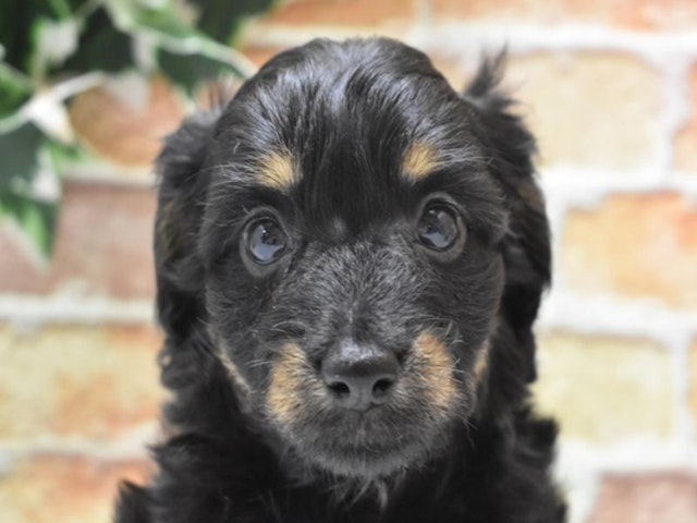 鳥取県のハーフ犬・ミックス犬 (ペッツワンFC鳥取店/2024年8月13日生まれ/女の子/ブラックタン)の子犬